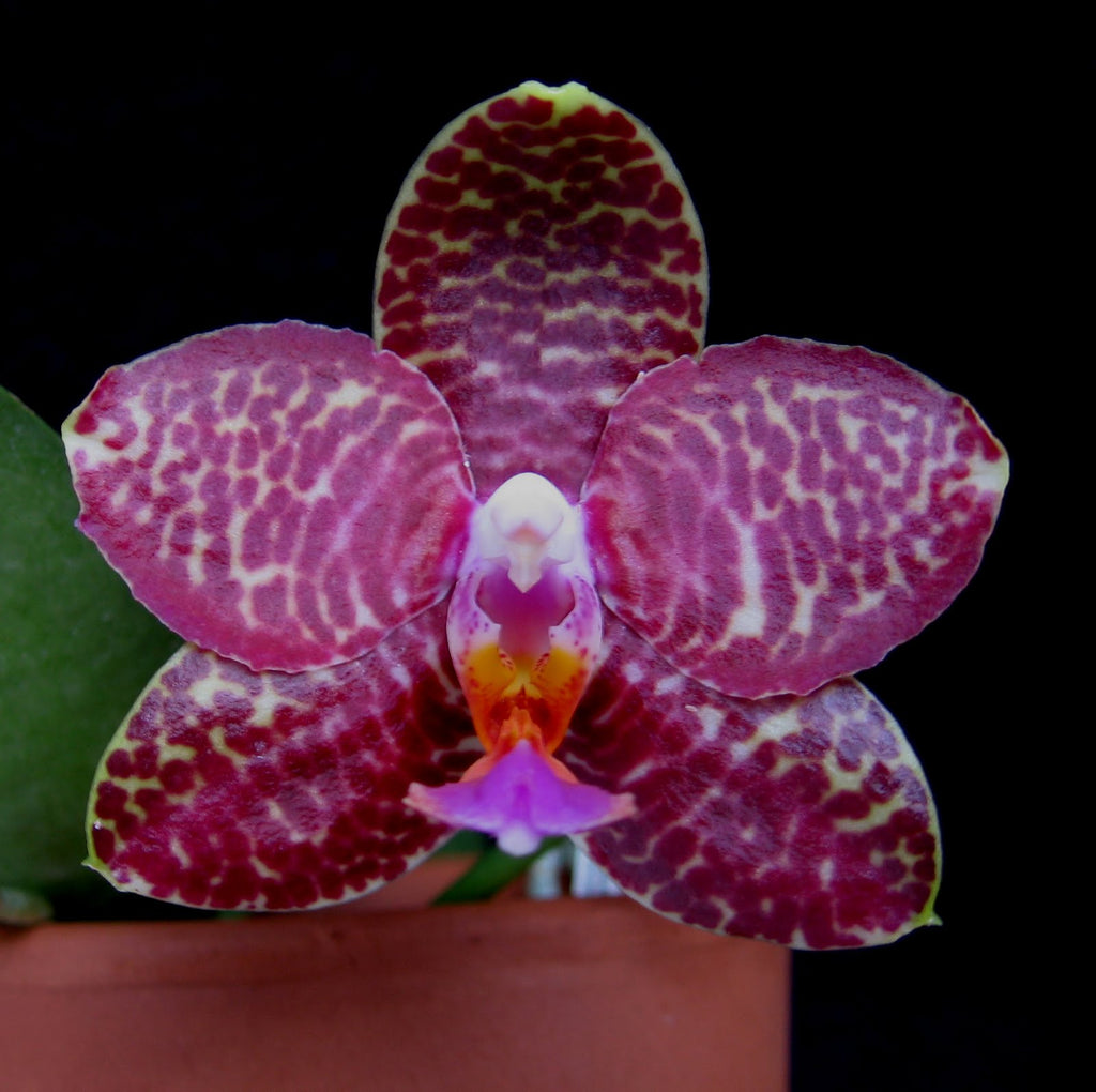 Phalaenopsis Javanica Dark Red (Fragrant Orchid)