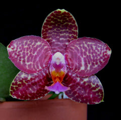Phalaenopsis Javanica Dark Red (Fragrant Orchid)