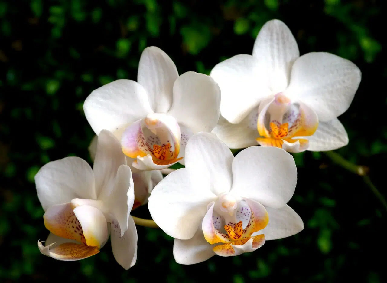 IN FLOWER! - Phalaenopsis amabilis (East Indian Butterfly Orchid)