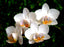 IN FLOWER! - Phalaenopsis amabilis (East Indian Butterfly Orchid)