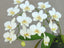 Phalaenopsis aphrodite (Beautiful Species)