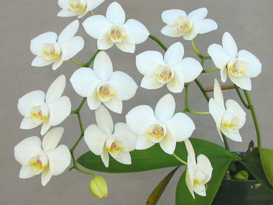 Phalaenopsis aphrodite (Beautiful Species)