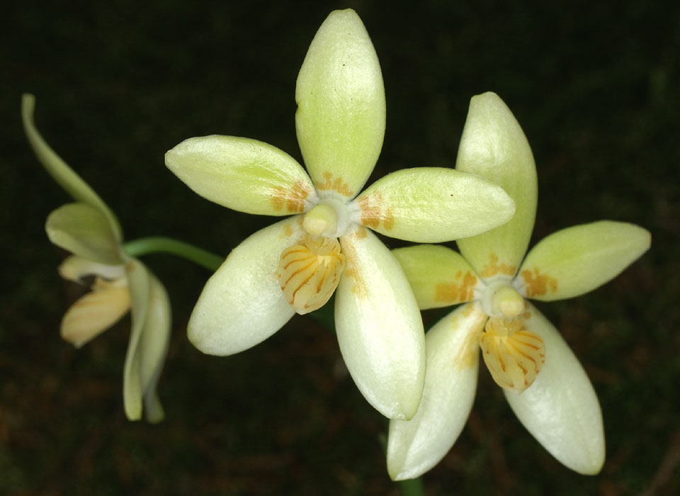 Phalaenopsis natmataungensis x cochlearis (RARE VARIETY) Secondary image