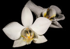VARIEGATED Phalaenopsis aphrodite subsp. formosana (VERY RARE)