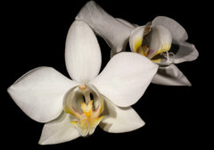VARIEGATED Phalaenopsis aphrodite subsp. formosana (VERY RARE)