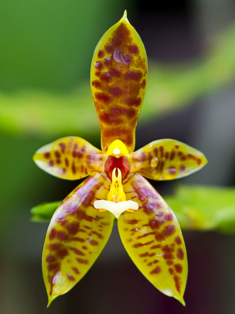 Phalaenopsis cornu-cervi x doweryensis (Primary Hybrid)