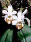 Phalaenopsis lobbii (IN BUD NOW!) SPECIES FROM INDIA