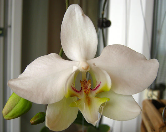 Phalaenopsis sanderiana fma. alba (Rare Species)