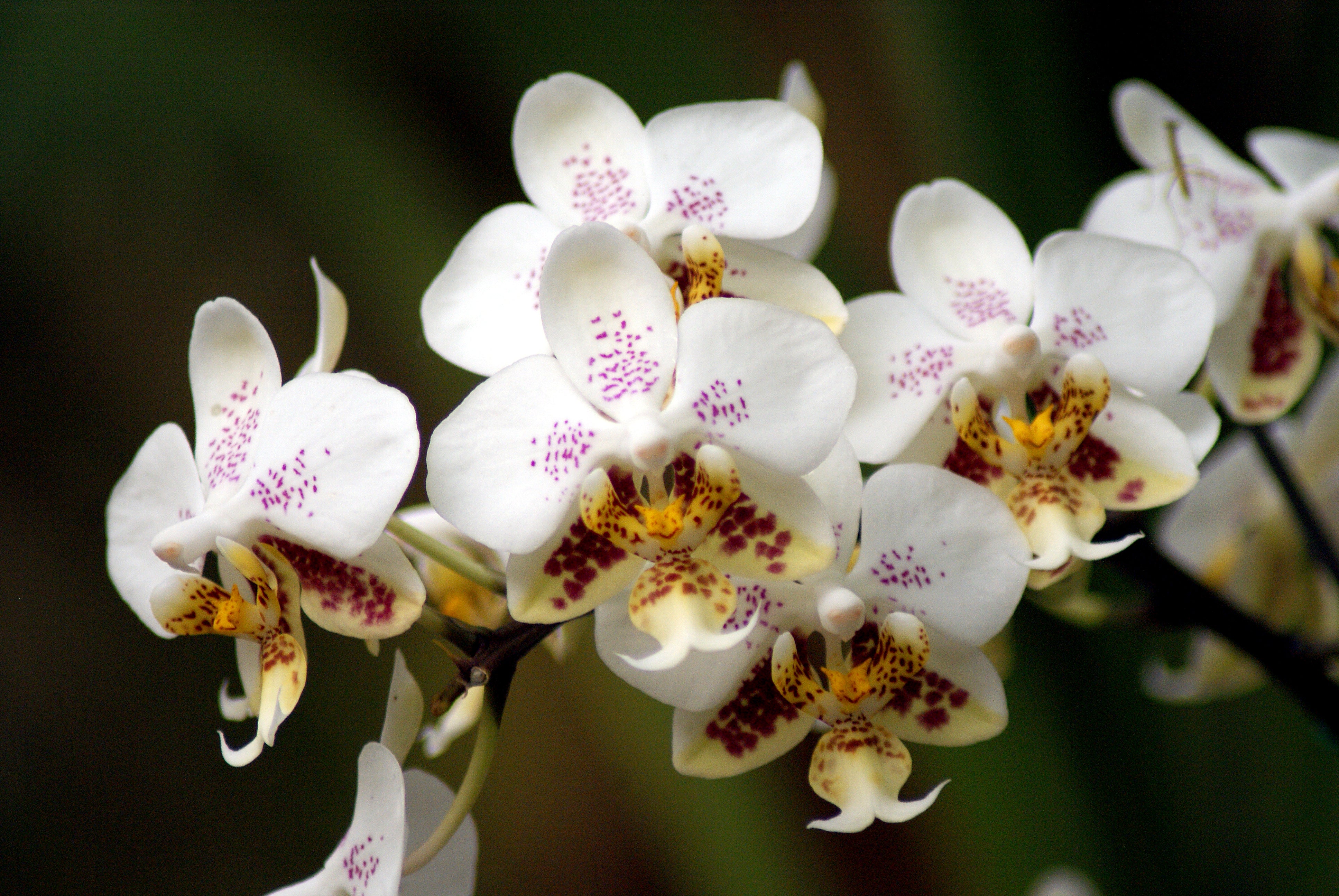 Phalaenopsis stuartiana (Species from Philippines) Main image