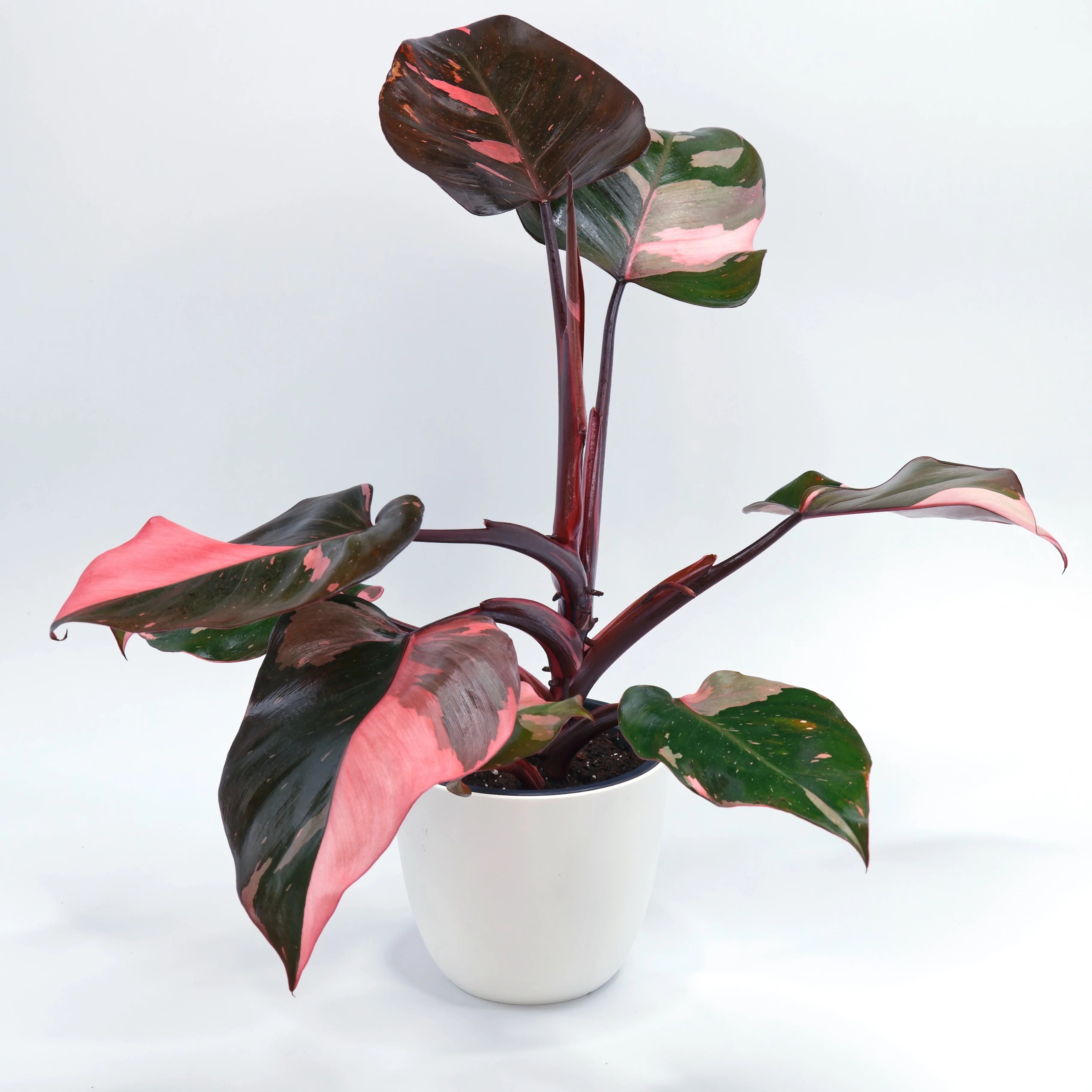 Philodendron ‘Pink Princess’ FLASK TISSUE CULTURE 15+ PLANTS Main image