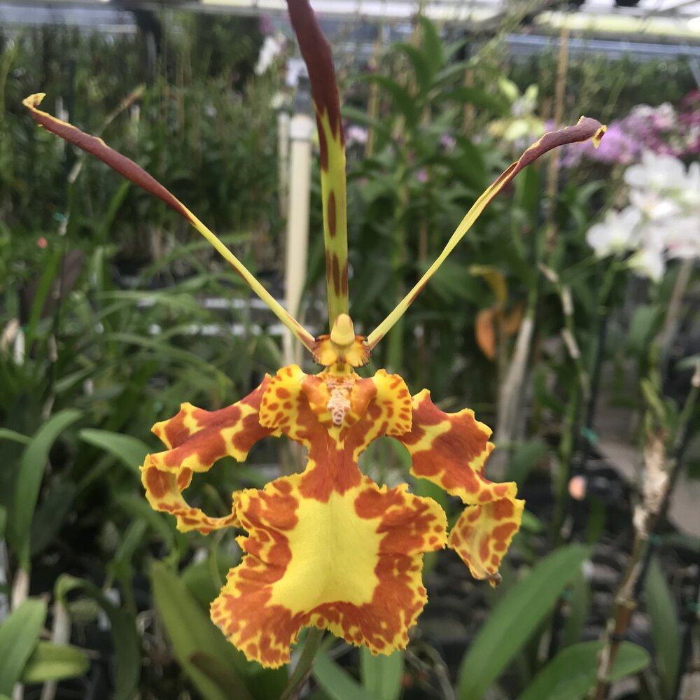 Psychopsis Mendenhall ‘Hildos’ ( Butterfly Orchid)