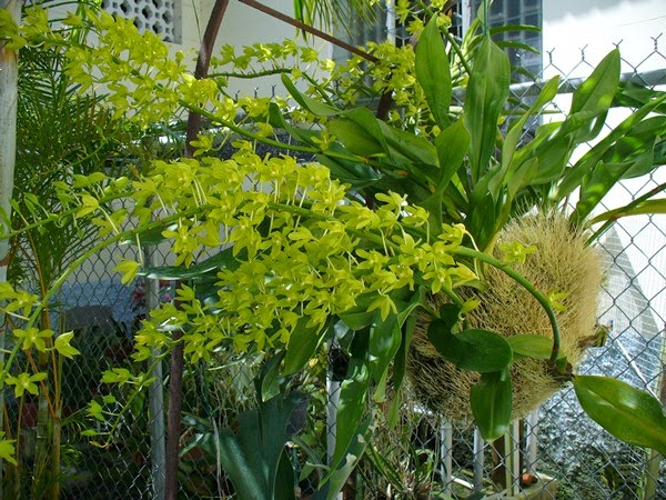 Gram Scriptum Dwarf X Scriptum Citrinum ( Fragrant) Main image