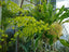 Gram Scriptum Dwarf X Scriptum Citrinum ( Fragrant)
