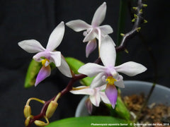 (Flowering Now)Fragrant Species Diploprora Truncata