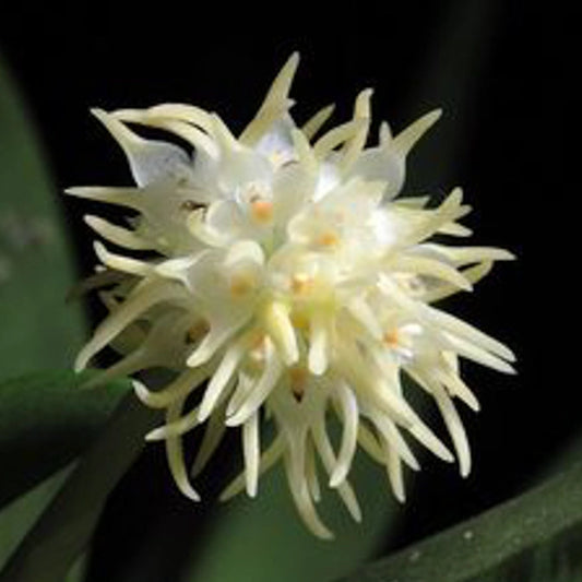 Bulbophyllum Odoratissimum 'Alba' (Fragrant Species)