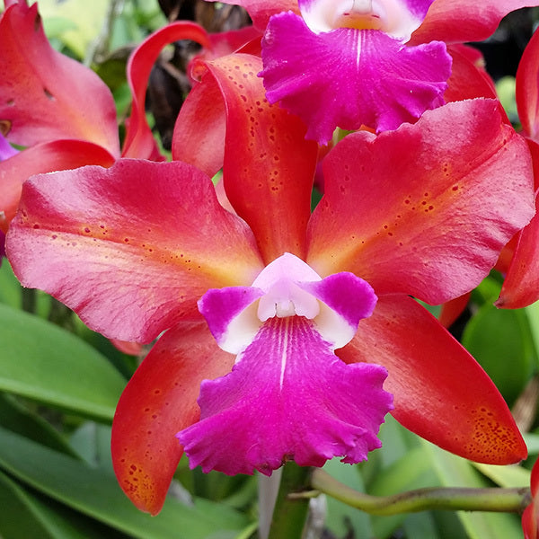 Cattleya Topaz Saucy – The Orchid Patio