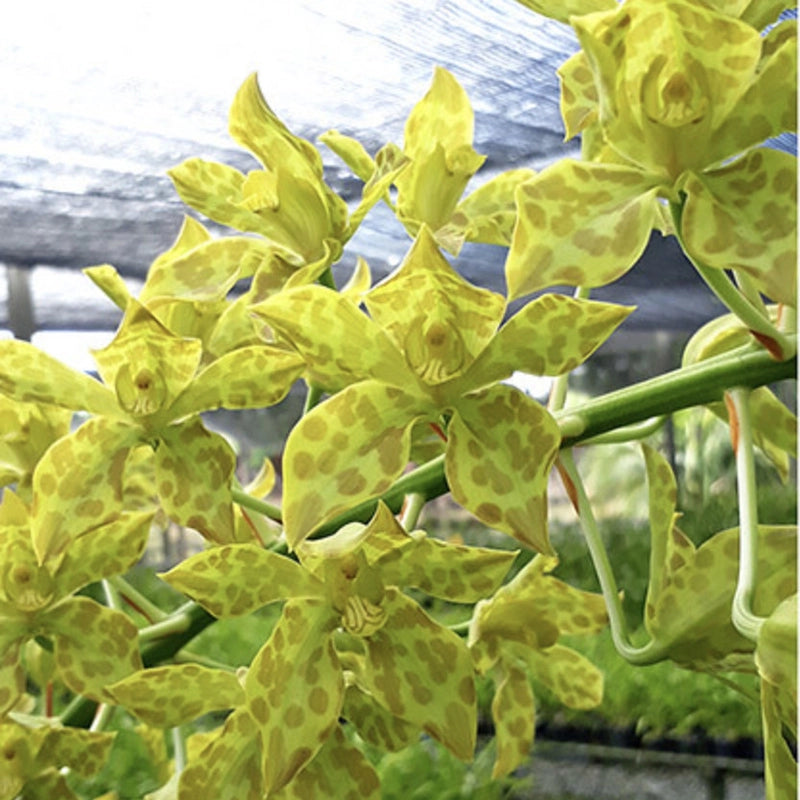 Pack Of 5 Grammatophyllum Seedlings