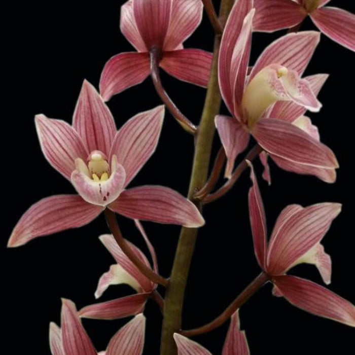 Cymbidium Red Gem MC (Variegated And Fragrant) Main image
