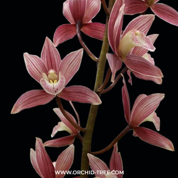 Cymbidium Red Gem (Variegated And Fragrant)