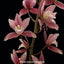 Cymbidium Red Gem (Variegated And Fragrant)