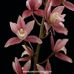 TOP Cymbidium Red Gem (Variegated And Fragrant)
