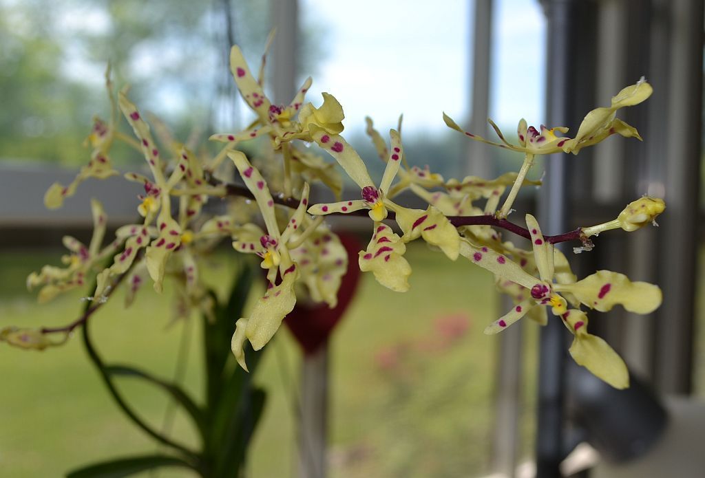 Species From Vietnam Renanthera Citrina