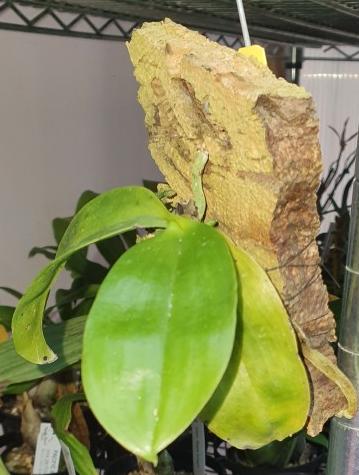 Phalaenopsis Javanica Dark Red (Fragrant Orchid) Secondary image