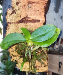 Phalaenopsis Javanica Dark Red (Fragrant Orchid)