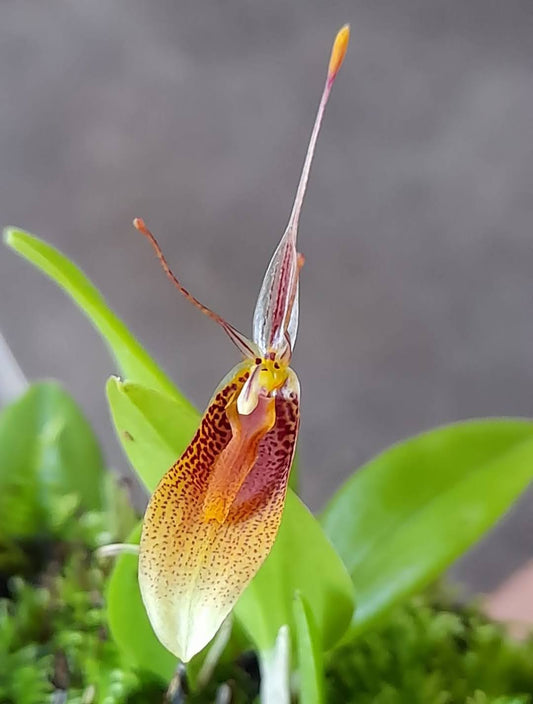 Restrepia Angustilabia (Species From Peru)