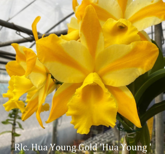 Rlc. Hua Young Gold ‘Hua Young’
