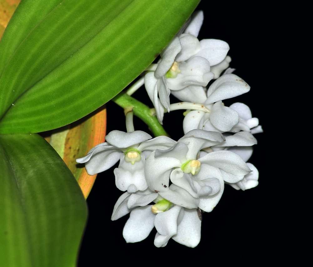 Rhynchostylis Gigantea Alba Fragrant Main image