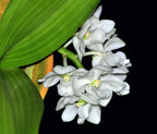 Rhynchostylis Gigantea Alba Fragrant