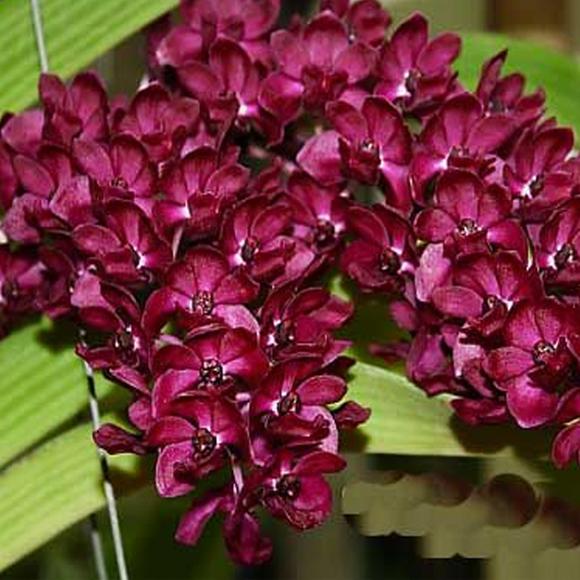 Rhynchostylis Gigantea Red Main image