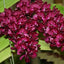 Rhynchostylis Gigantea Red