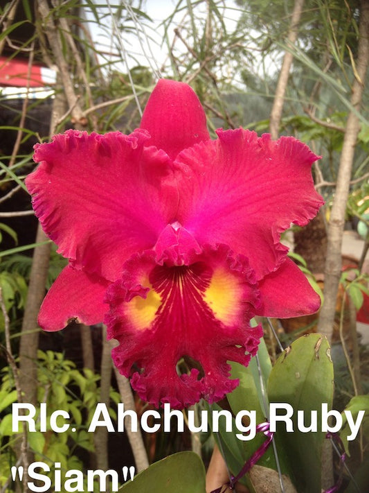 Rlc. Achung Ruby 'Siam'