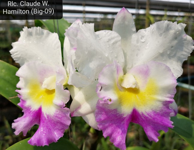Rhyncholaeliocattleya Claude W. Hamilton