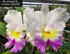 Rhyncholaeliocattleya Claude W. Hamilton