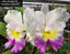 Rhyncholaeliocattleya Claude W. Hamilton