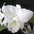 Rlc. Snow White (Beautiful White Flower)