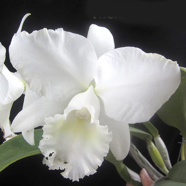 Rlc. Snow White (Beautiful White Flower)