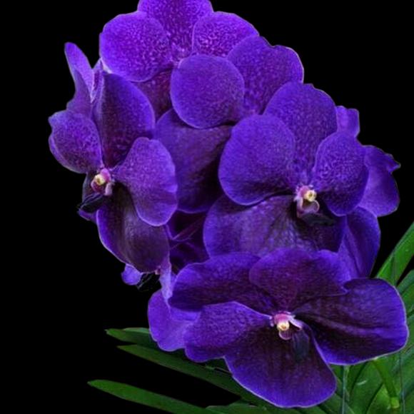 Vanda Roberts Delight Blue Main image