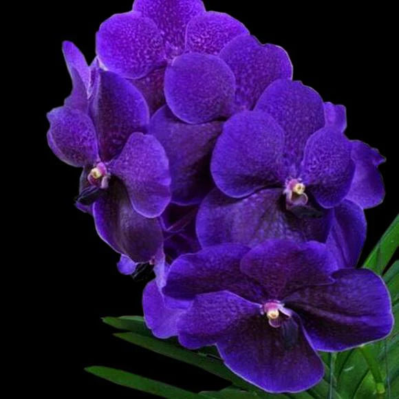 Vanda Roberts Delight Blue (BLOOMING SIZE) Main image