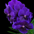 Vanda Roberts Delight Blue (IN SPIKE)