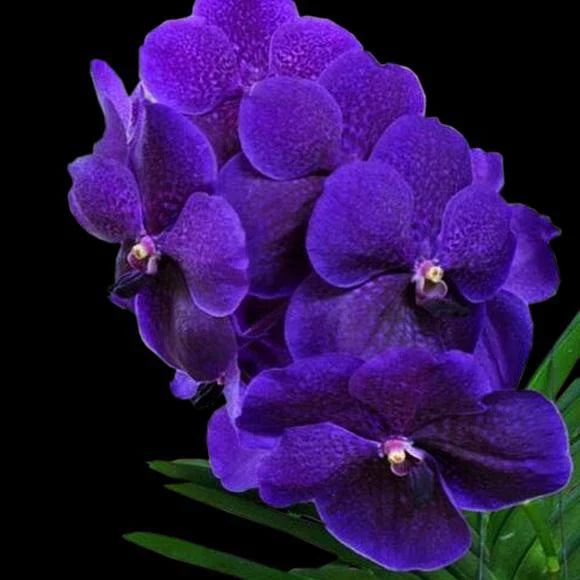 Vanda Roberts Delight Blue (IN SPIKE) Main image