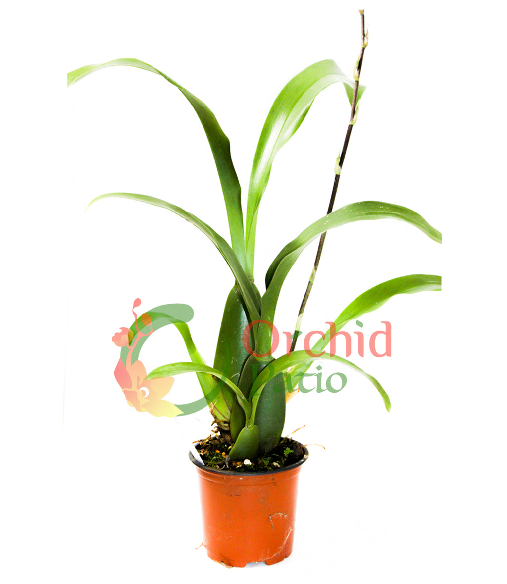 Brassidium Golden Gamine ‘White Knight’