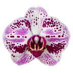 Phalaenopsis Euphorion (Healthy in 50mm pot)