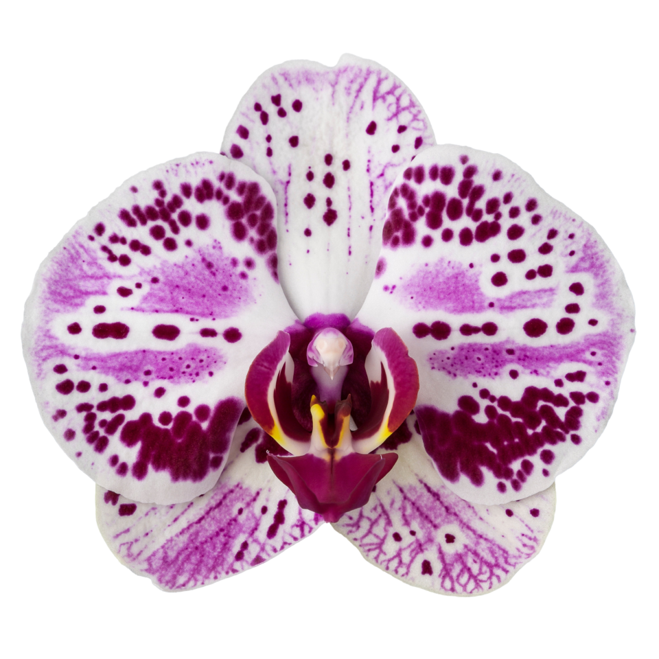 Phalaenopsis Euphorion (Healthy in 50mm pot)
