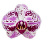 Phalaenopsis Euphorion (Healthy in 50mm pot)