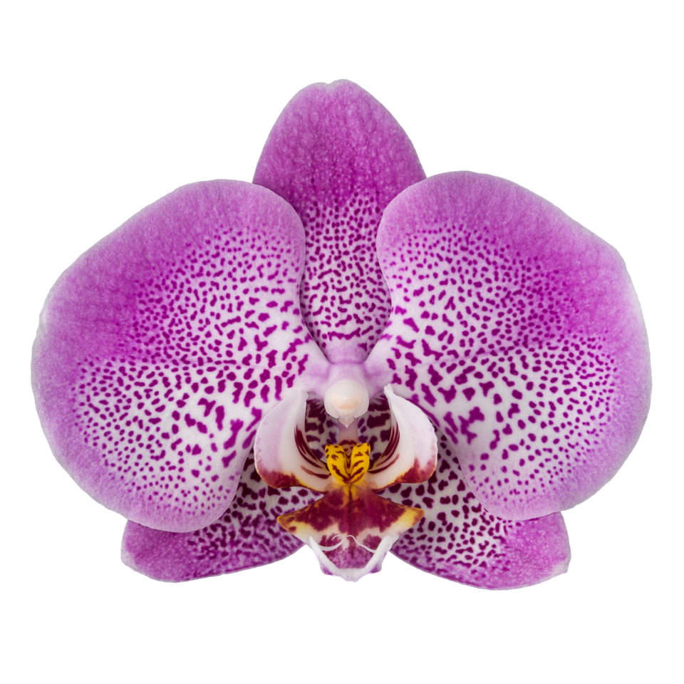 Phalaenopsis Jillion (Healthy in 50mm pot)