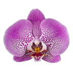 Phalaenopsis Jillion (Healthy in 50mm pot)